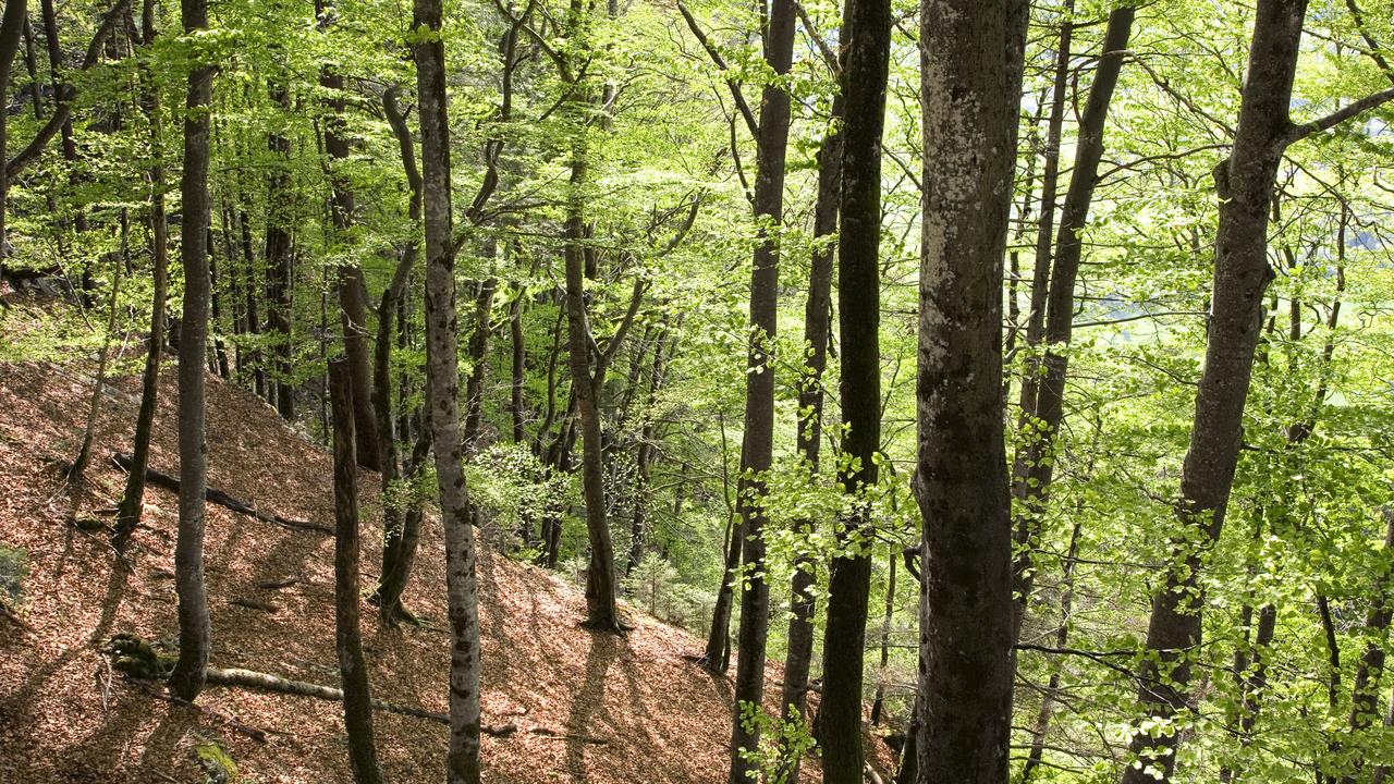 Le hêtre pourrait à terme disparaître des forêts helvétiques. [Keystone - Martin Ruetschi]