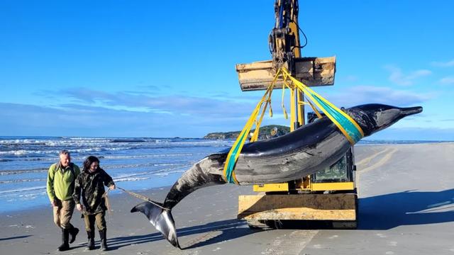 Jim Fyfe, ranger du DOC, et Tūmai Cassidy, ranger du mana whenua, avec une rare baleine à bec, trouvée près de l'embouchure de Taieri, en Nouvelle Zélande, le 4 juillet 2024. [Department of Conservation NZ]