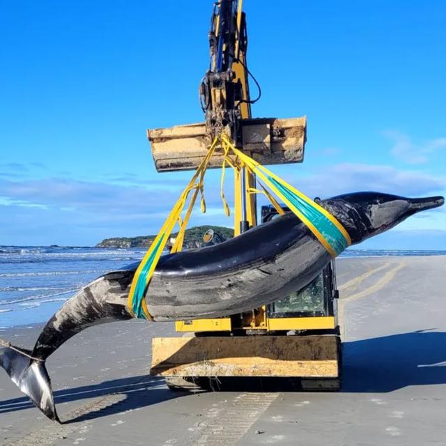 Jim Fyfe, ranger du DOC, et Tūmai Cassidy, ranger du mana whenua, avec une rare baleine à bec, trouvée près de l'embouchure de Taieri, en Nouvelle Zélande, le 4 juillet 2024. [Department of Conservation NZ]