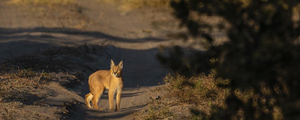 Un caracal se balade dans un parc national au Botswana. [AFP - Sergio Pitamitz]