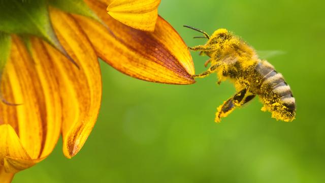 Une abeille avec du pollen. [Depositphotos - TeamDAF]