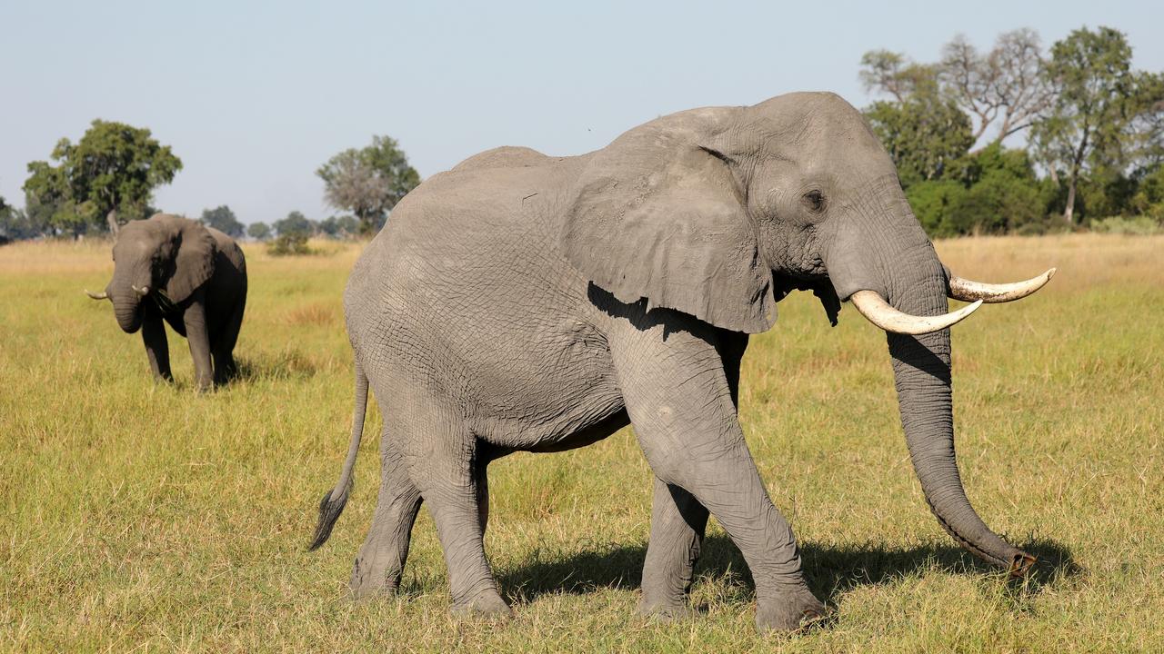 Le président du Botswana s'est montré irrité par les critiques émises par l'Allemagne sur la chasse des éléphants. [REUTERS - Mike Hutchings]
