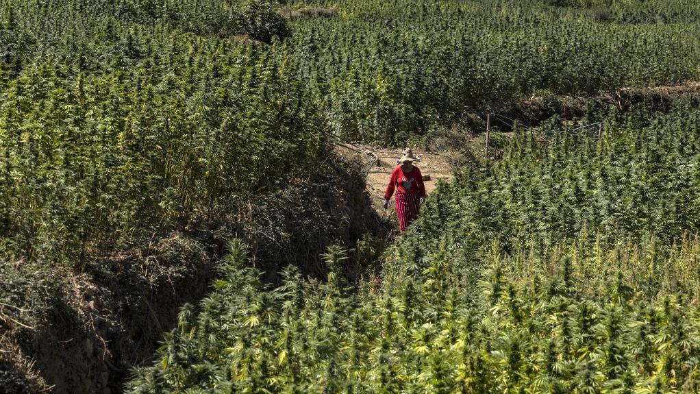 Le Maroc autorise depuis deux ans la production du cannabis à des fins médicales. [afp - Fadel Senna]