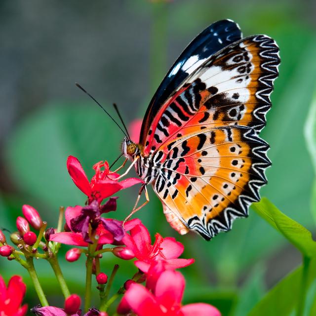 L'effet papillon [Depositphotos - cbenjasuwan]