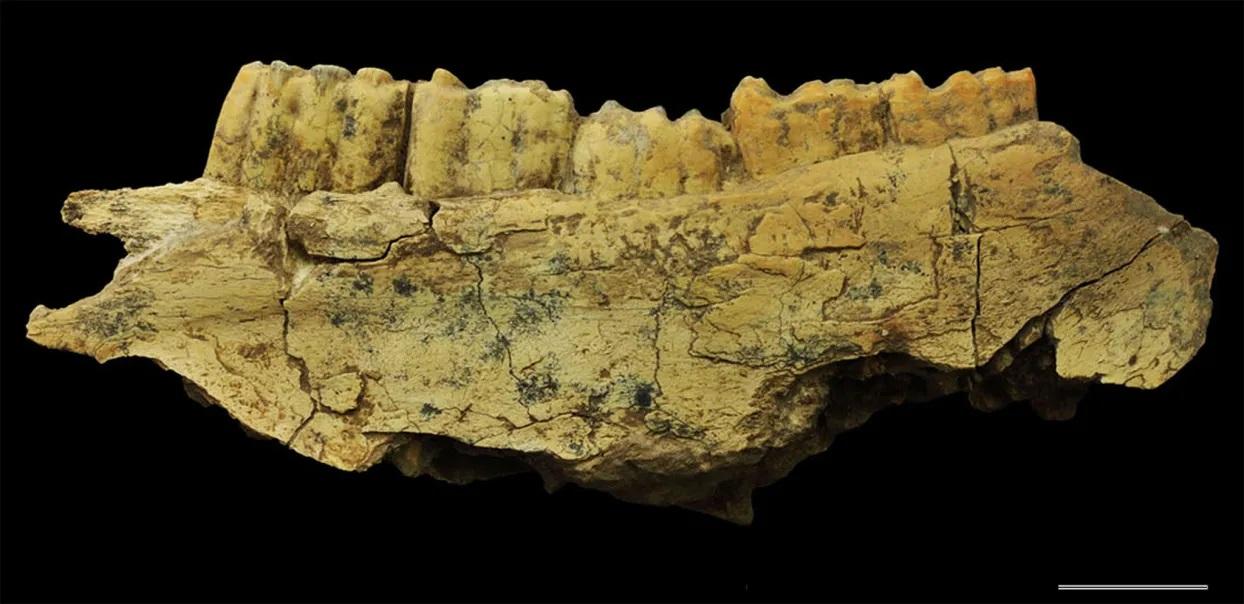 Des dents de chevaux ont été retrouvées dans la grotte de Qaleh Kurd. [Projet paléoanthropologique franco-iranien]