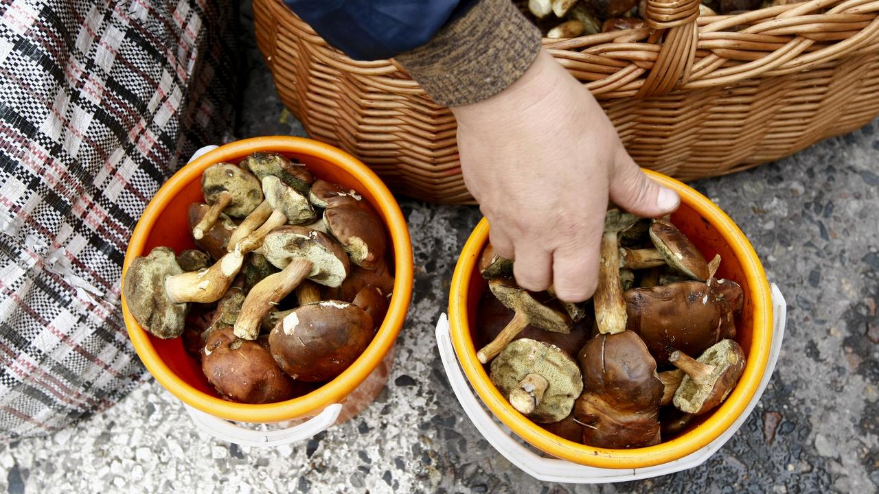 La saison de la cueillette des champignons bat son plein (image d'illustration). [Reuters - Kacper Pempel]