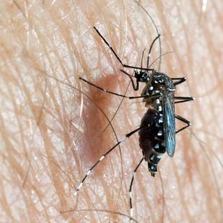 Le moustique Aedes aegypti est un vecteur connu de plusieurs virus, dont ceux de la fièvre jaune, de la dengue, du chikungunya et le Zika. [European Union - European Centre for Disease Prevention and Control]