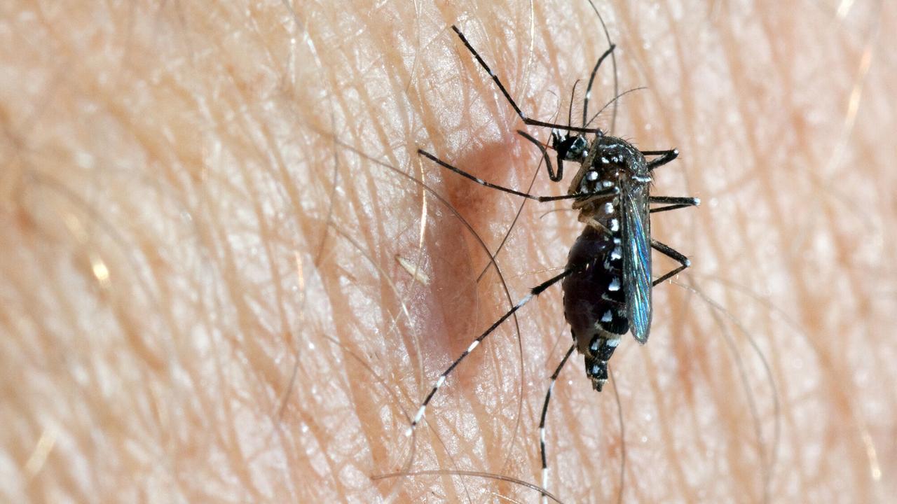 Le moustique Aedes aegypti est un vecteur connu de plusieurs virus, dont ceux de la fièvre jaune, de la dengue, du chikungunya et le Zika. [European Union - European Centre for Disease Prevention and Control]