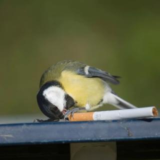 Quand les oiseaux utilisent des mégots pour protéger leurs nids des parasites. [nature.com - Manfred Danegger/NHPA/Photoshot]