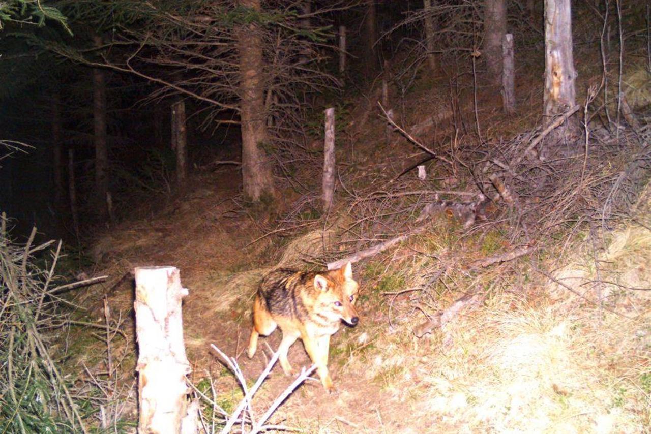 Un chacal doré en vadrouille dans une forêt du canton des Grisons photographié en décembre 2015. [KEYSTONE - Office grison de la pêche et de la chasse]