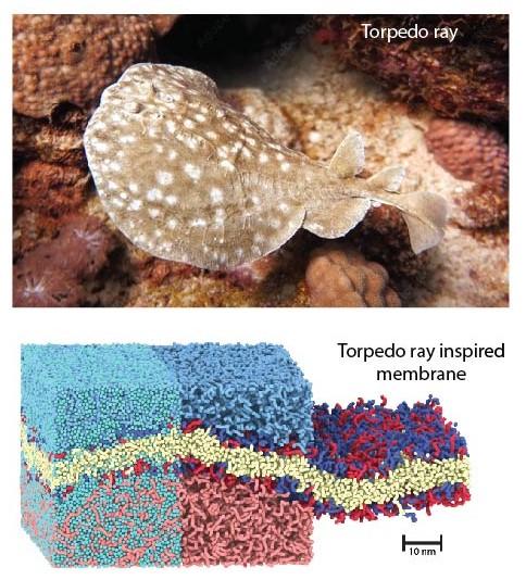 La méthode s'inspire des organes électriques des raies et d'autres poissons électriques, qui utilisent des principes similaires pour produire de l'énergie. [Adolphe Merkle Institute]