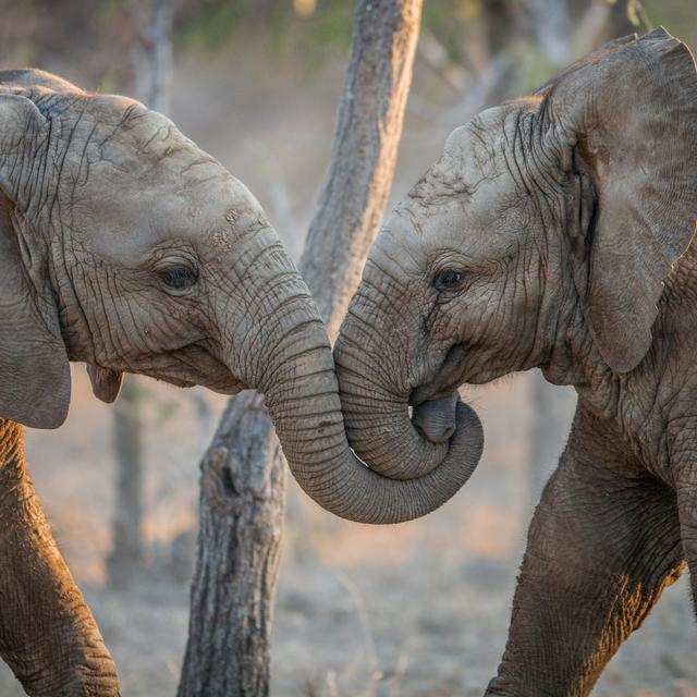 En présence d'un public, les éléphants privilégient les gestes visuels comme l'écartement des oreilles ou le balancement de la trompe pour se saluer. [Depositphotos - Simoneemanphotography]