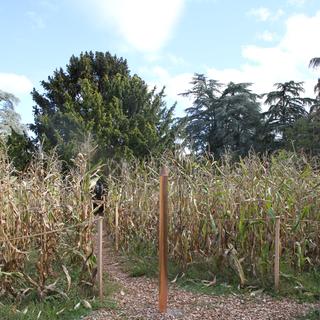 La commune de Thonex explore de nouvelles méthodes pour stimuler la croissance des arbres. [© Thônex.ch]