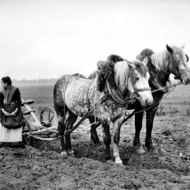 Des chevaux et l'agriculture. [AFP - © Roger-Viollet]