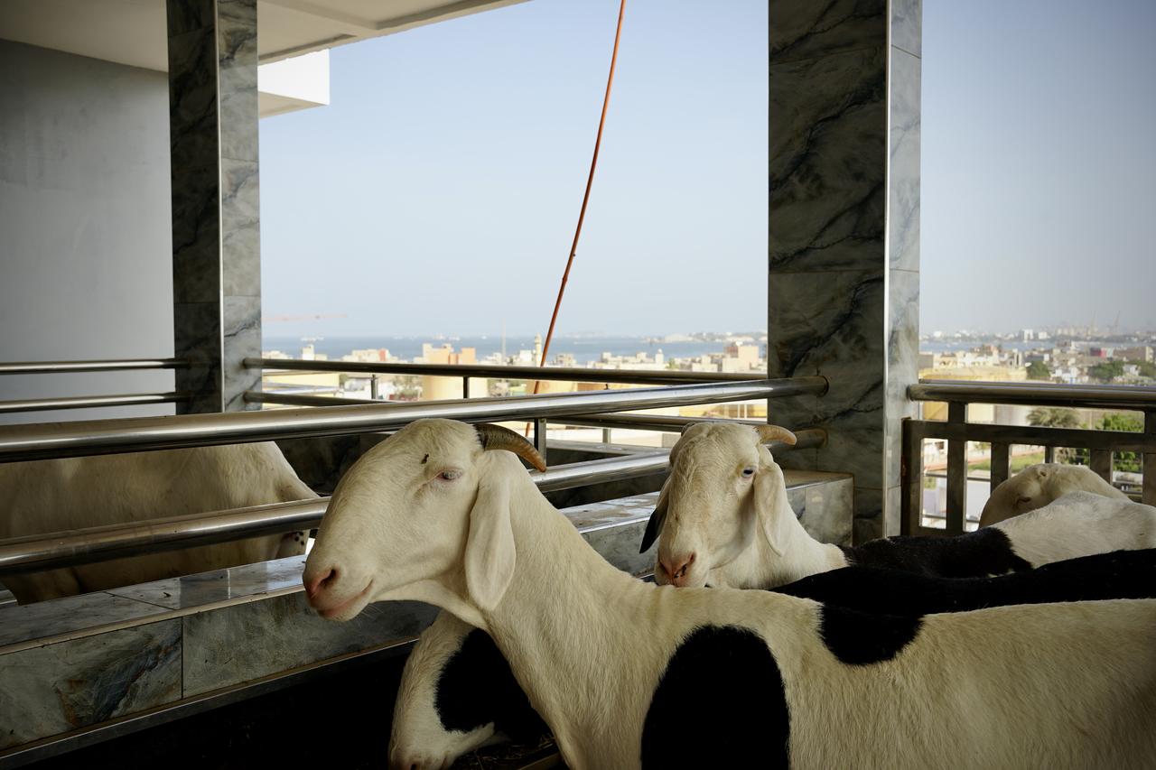 Depuis la bergerie Ndao et frères, les moutons et brebis ont la vue sur l'océan. [RTS - Sophie Douce]