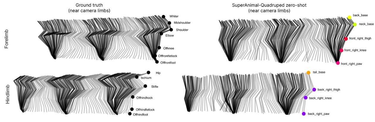 Analyse de l'allure d'un cheval avec SuperAnimal-Quadrupède [nature.com - S. Ye, M.W. Mathis & al.]