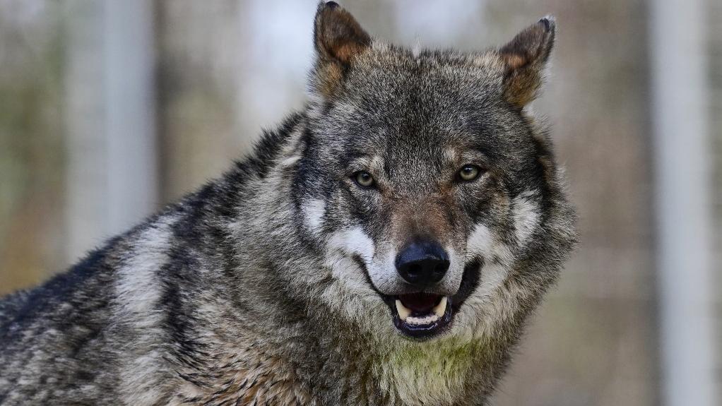 La Suisse épinglée pour sa régulation du loup. [afp - Lokman Ilhan]