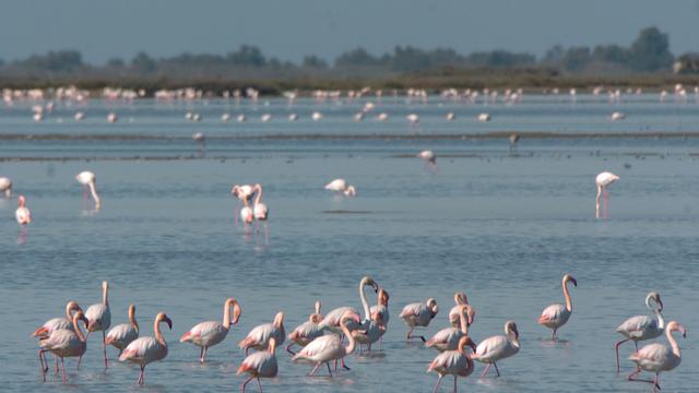 Les flamants roses de Camargue sont menacé par la montée des eaux. [Keystone/AP Photo - Claude Paris]