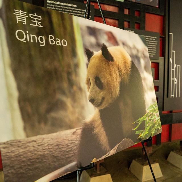 Une photo du panda géant Qing Bao au Smithsonian's National Zoo de Washington, le 29 mai 2024. [reuters - Ken Cedeno]