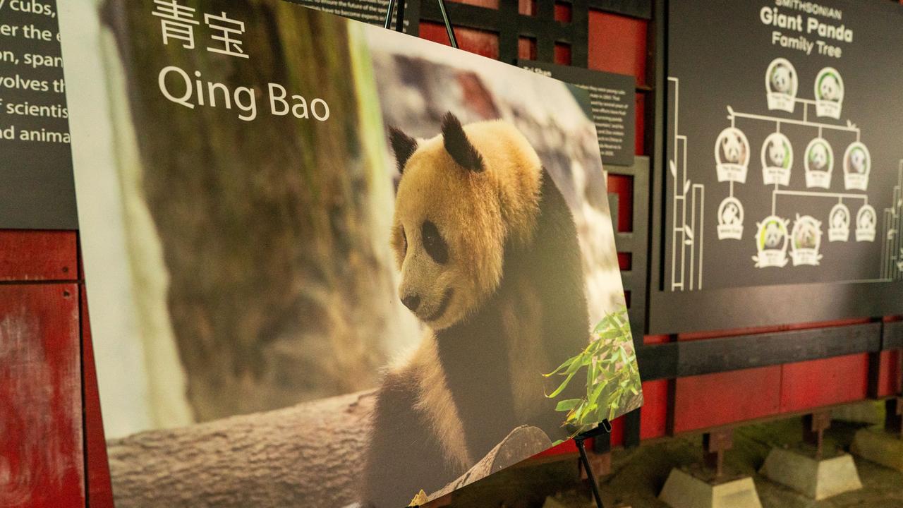 Une photo du panda géant Qing Bao au Smithsonian's National Zoo de Washington, le 29 mai 2024. [reuters - Ken Cedeno]