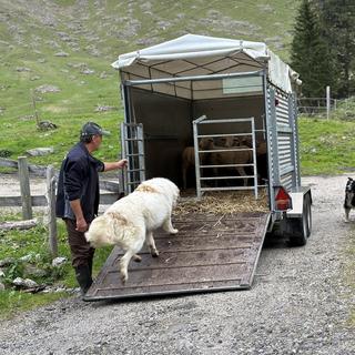 L’éleveur Arthur Kauer et son chien de protection Attila. [RTS - Joëlle Cachin]