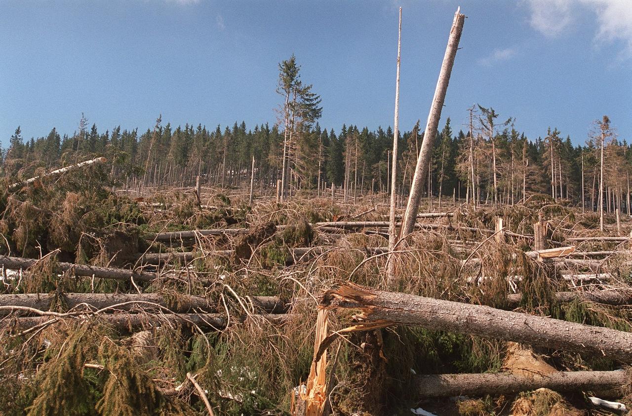 Les stigmates de l'ouragan Lothar, ici en avril 2000 dans la forêt de Riffenmatt. [Keystone - Lukas Lehmann]