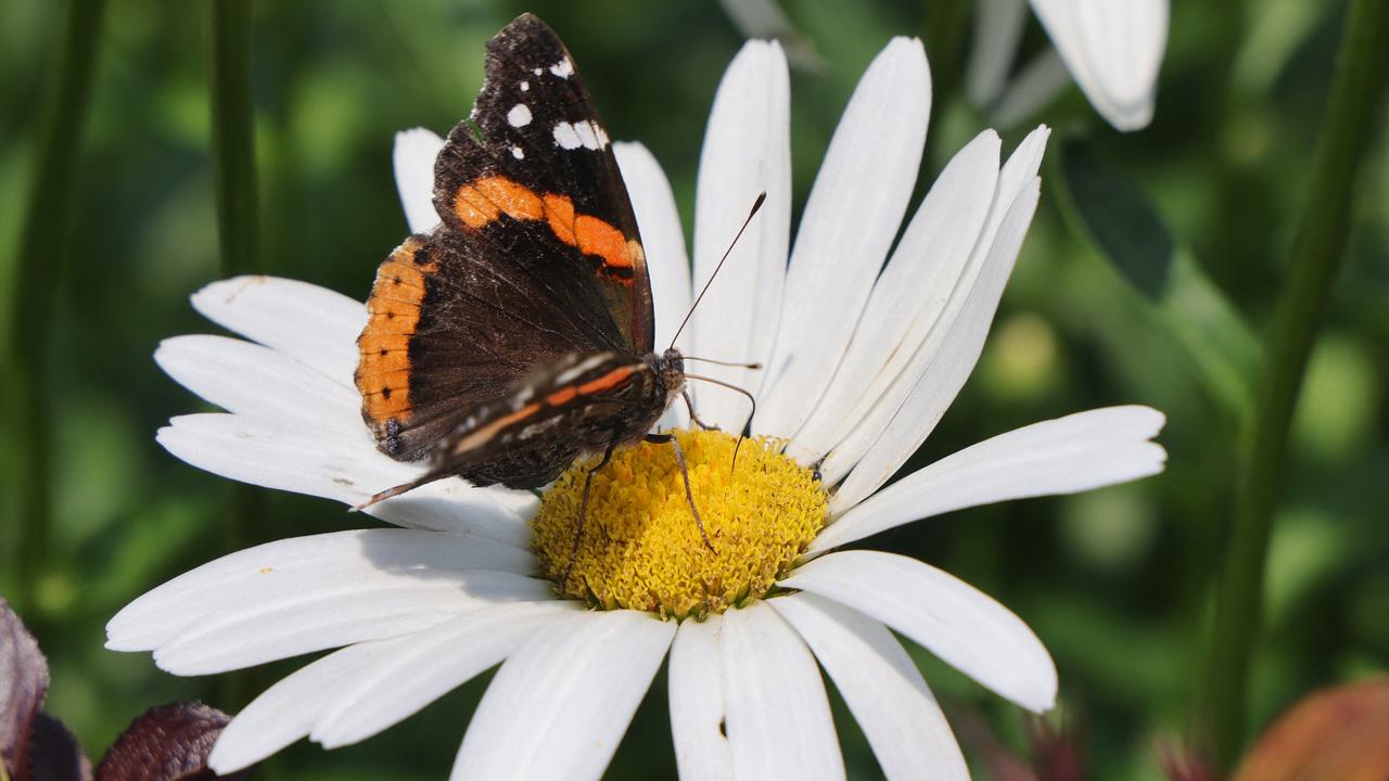 Longtemps ignorés, les papillons seraient aussi des pollinisateurs "sans contact". [NurPhoto via AFP]
