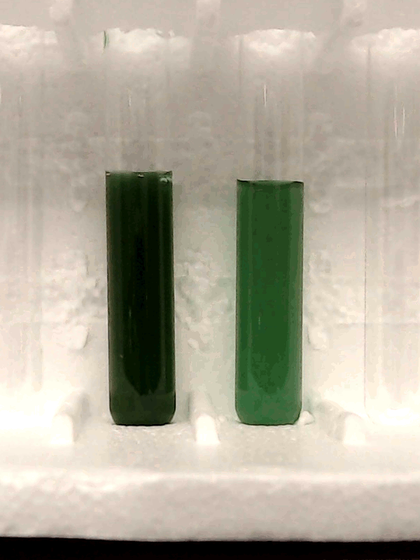 La cyanobactérie Chonkus absorbe du Co2, une potentielle nouvelle voie pour atteindre les objectifs de décarbonation. [Wyss Institute   Harvard University]