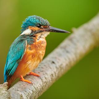 Un martin Pêcheur / Kingfisher. [Depositphotos - ©Kwasny222]