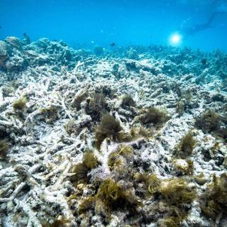 Un "blanchissement massif" de la Grande Barrière de corail d'Australie est en cours. [AP/Keystone]