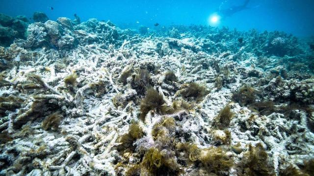 Un "blanchissement massif" de la Grande Barrière de corail d'Australie est en cours. [AP/Keystone]