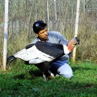 Le Condor andin, emblème de plusieurs pays d'Amérique latine est l'un des oiseaux les plus grands sur Terre (ici en compagnie d'Edouardo) [RTS - Marion Esnault]