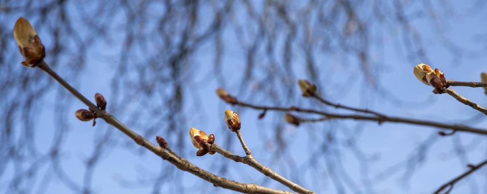 Des bourgeons d'un marronnier commun sont photographiés au parc Barton, ce lundi 29 mars 2021 à Genève. Image d'illustration. [Keystone - Salvatore Di Nolfi]