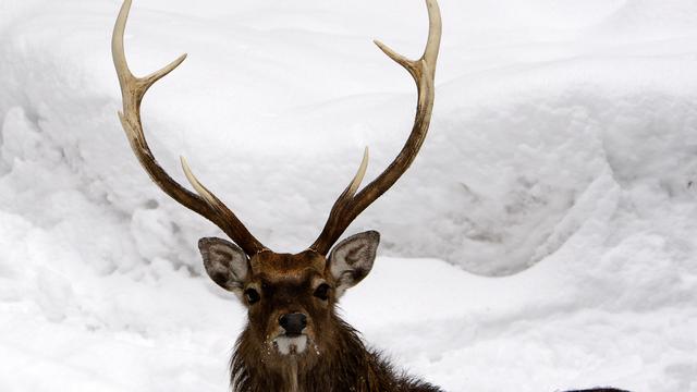 Le Tribunal fédéral valide une procédure de recours contre l'abattage de cerfs à Genève (image d'illustration). [KEYSTONE - JEAN-CHRISTOPHE BOTT]