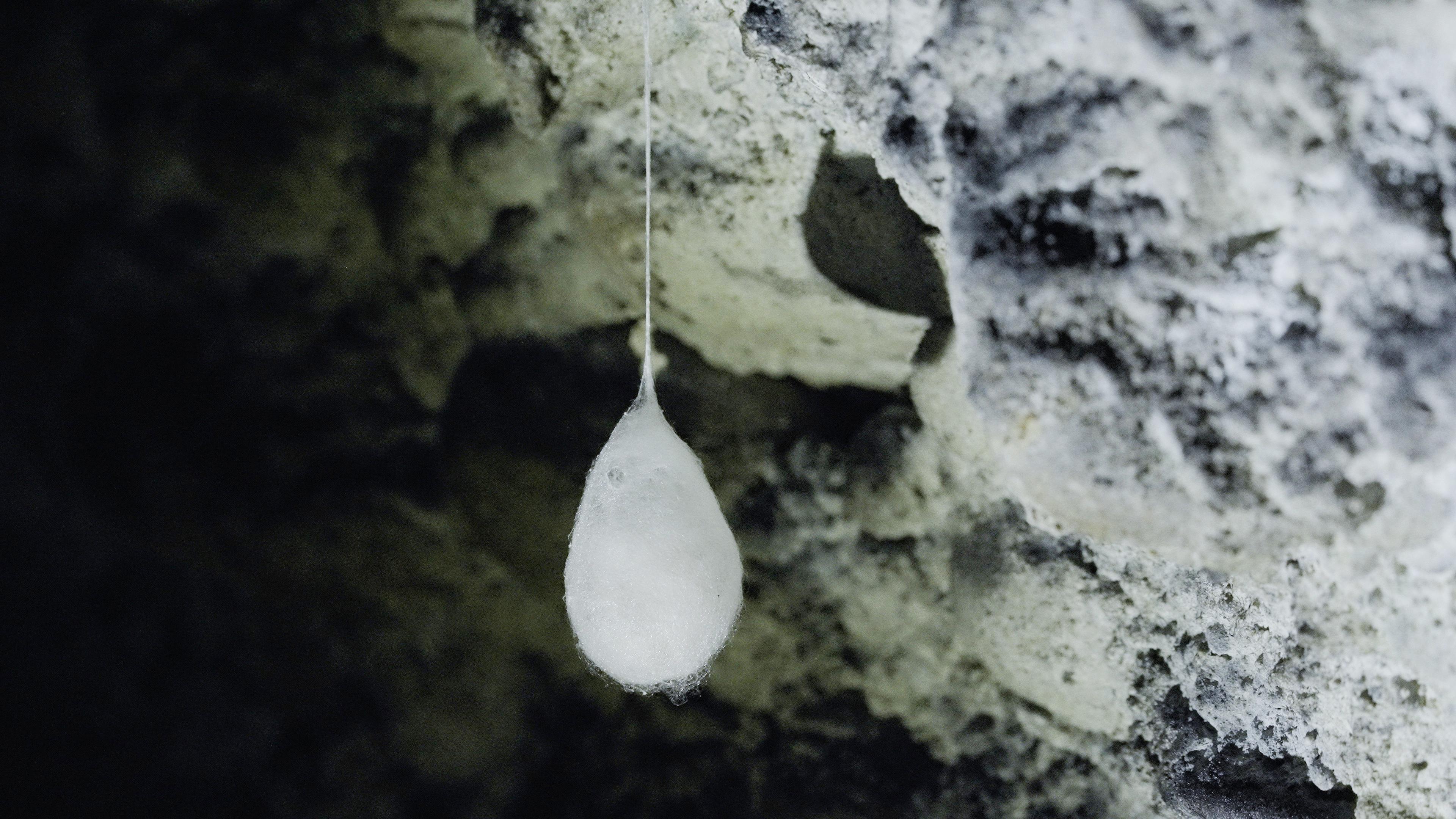 A Genève, dans une grotte, un cocon d'une araignée cavernicole, la Meta menardi, contenant entre 200 et 300 œufs. [RTS]