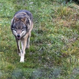 La majorité des tirs de régulation du loup souhaité par le canton du Valais n'ont pas été accepté par l'Office fédéral de l'environnement. [Keystone - Alexandra Wey]