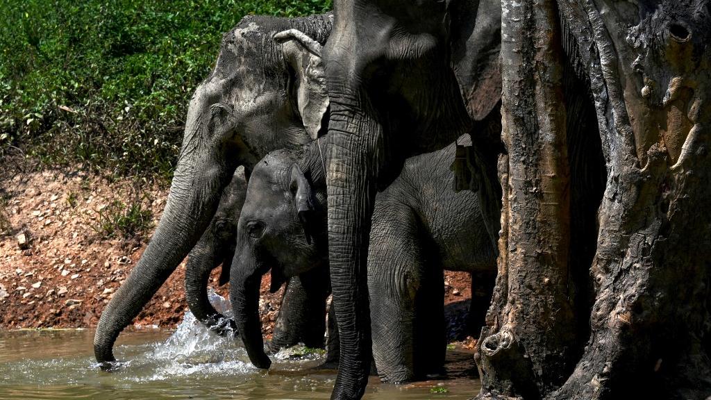 Des éléphants boivent au Centre de conservation des éléphants de la province de Sainyabuli au Laos, le 13 octobre 2024. [AFP - TANG CHHIN SOTHY]