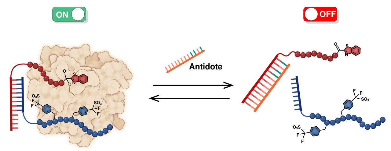 L'action combinée de deux molécules qui coopèrent pour inhiber la thrombine. L'antidote dissocie les deux molécules, empêchant la coopérativité.  L'association et la dissociation des deux molécules sont contrôlées par l'hybridation d'oligonucléotides. [UNIGE/Nature - Millicent Dockerill / Nicolas Winssinger]