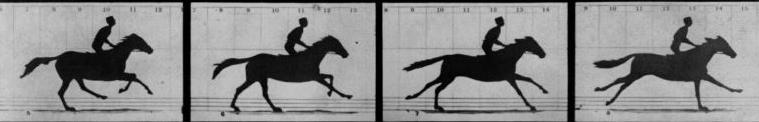 The Horse in Motion, 1878 [Mudrige]