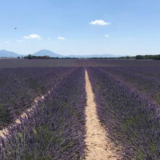 Champs de lavande en Provence (2). [RTS - © Marion Paquet]