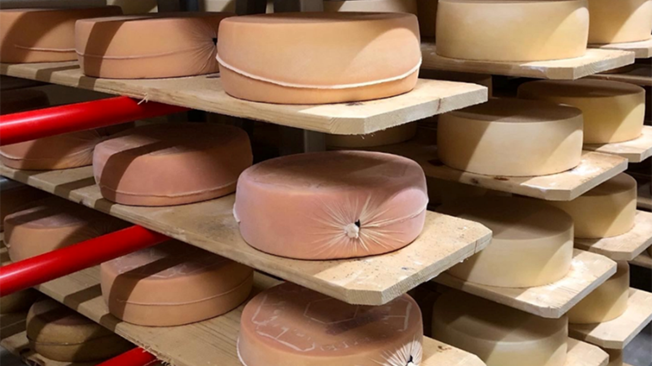 Fromages fraîchement emballés selon le nouveau procédé développé par Agroscope, le tissu protège le fromage jusqu’à trois mois d’affinage. [Agroscope - ©Cécile Stäger / Agroscope]