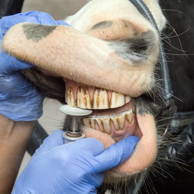 Un dentiste pour animaux. [AFP - DPA/ Patrick Pleul]