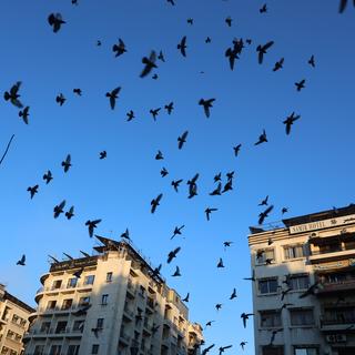 Des oiseaux survolent le centre de Damas, Syrie, 08 décembre 2024. (image d'illustration). [KEYSTONE - MOHAMMED AL RIFAI]