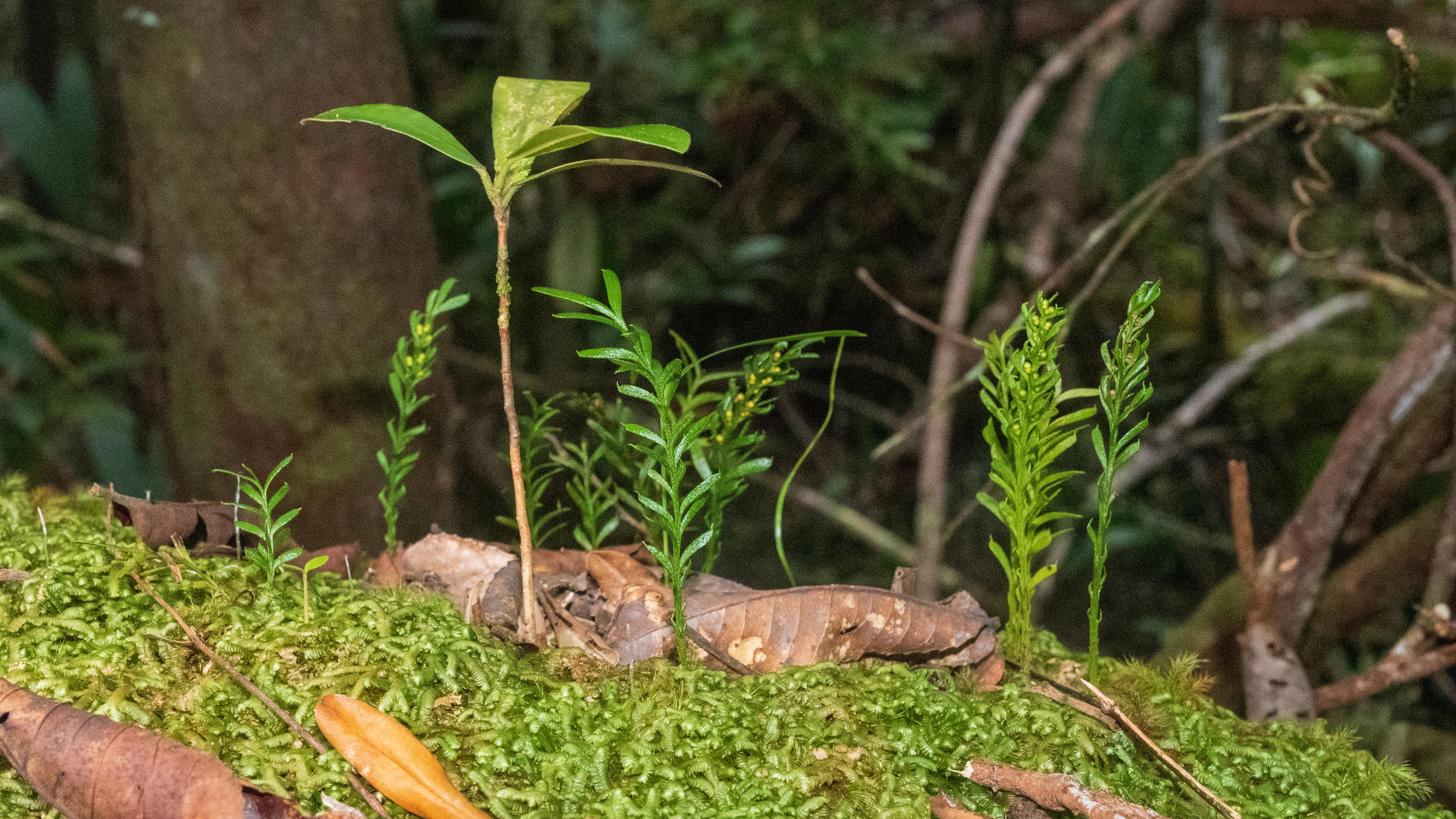 La petite fougère Tmesipteris oblanceolata possède le record du plus grand génome de tout organisme vivant sur Terre. [Kew Royal Botanic Gardens - Pol Fernandez]
