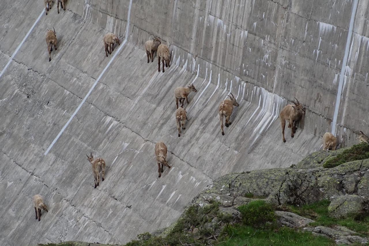 Sur cette photo, on voit les bouquetins léchouiller la paroi du barrage. [Facebook - Auberge de Salanfe  (Cabane de Salanfe)]