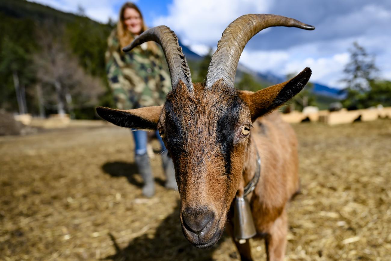 "Gaspar" une chèvre de la bergerie de Naye. [KEYSTONE - JEAN-CHRISTOPHE BOTT]