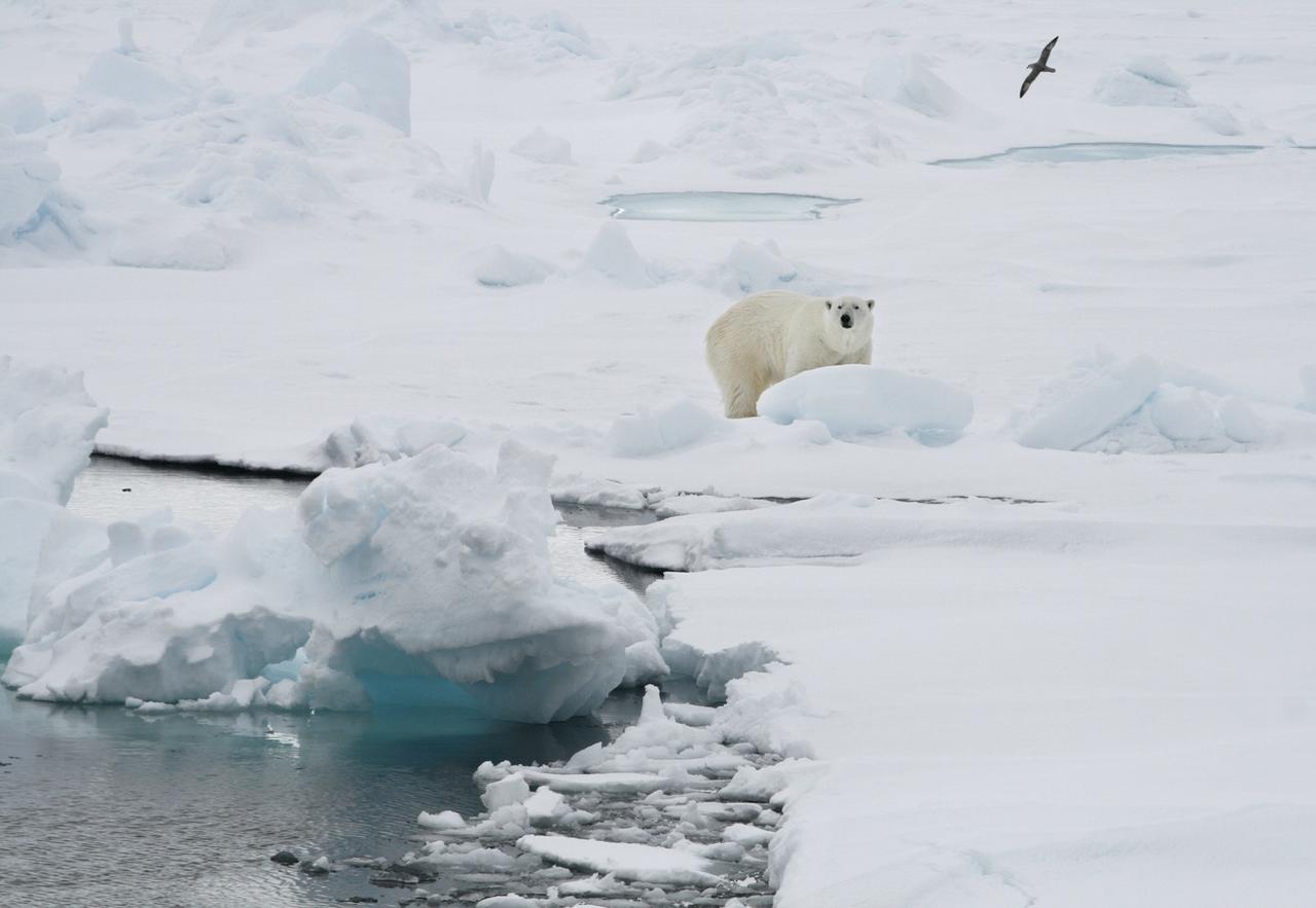 Les ours polaires sont particulièrement menacés par la fonte des glaces. [KEYSTONE - ROMAS DABRUKAS]