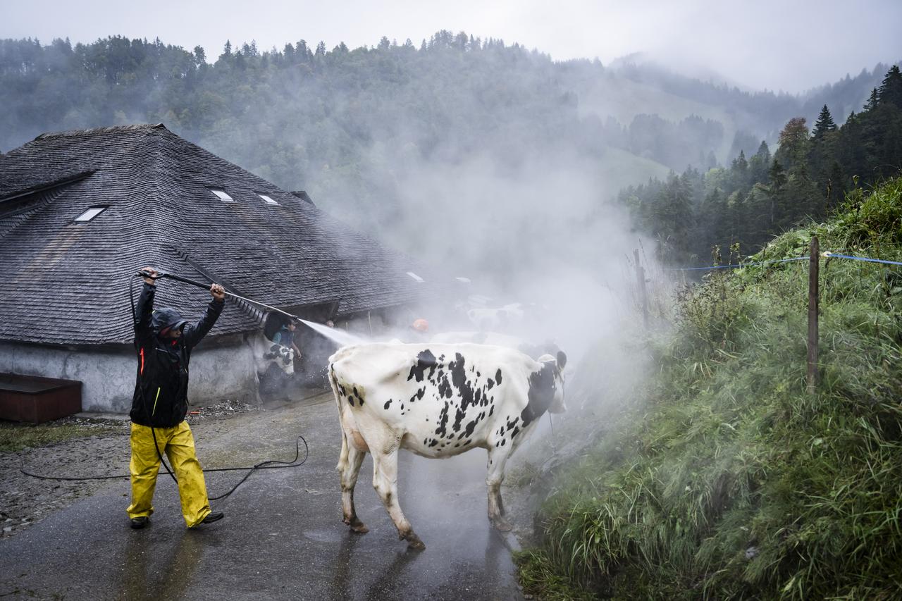 Samedi 28 septembre: les vaches sont nettoyées avant d'entamer leur descente en plaine lors de la Désalpe de Charmey (FR). [KEYSTONE - JEAN-CHRISTOPHE BOTT]