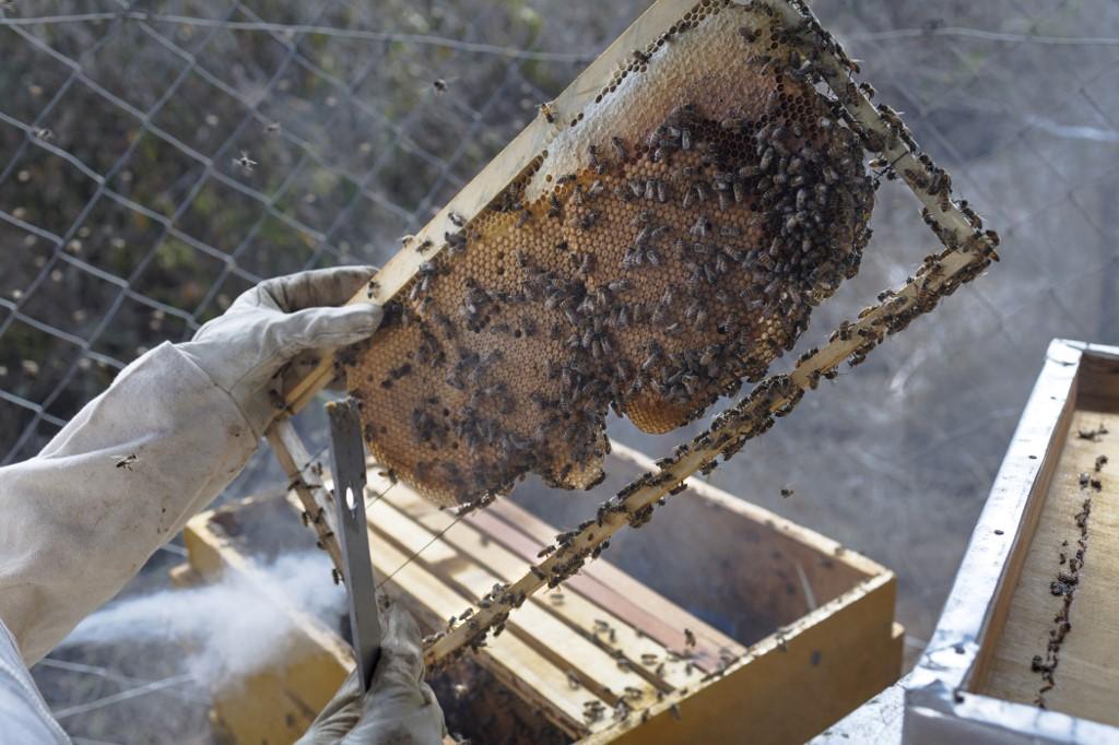 Loise Kawira inspecte les colonies d'abeilles. Leur miel pourra être récolté deux fois par an. [AFP - TONY KARUMBA]