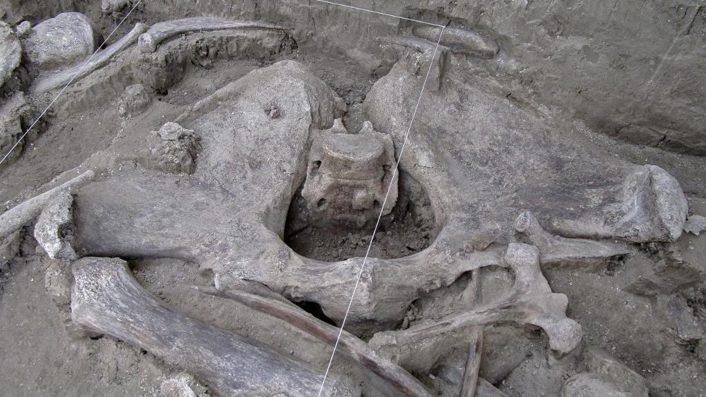 Des ossements de mammouths découverts au Mexique. [AFP - HO / INAH]